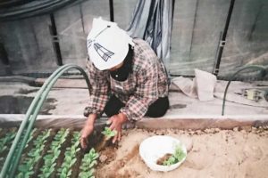 メロン接ぎ木作業 その2