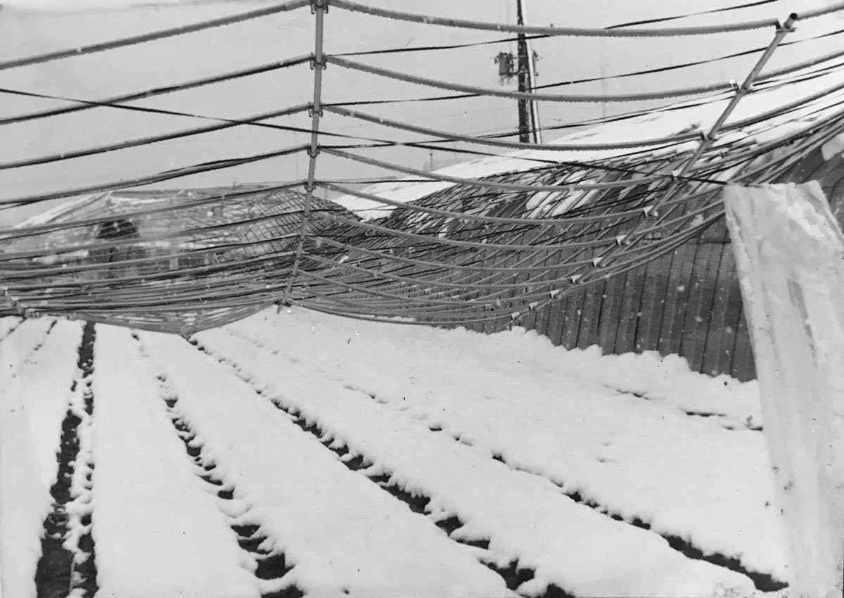 平成8年2月大雪でビニールハウス倒壊。